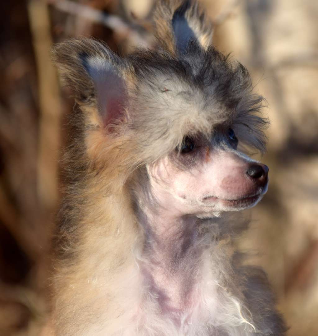 Artic Flyer's Little Diamond