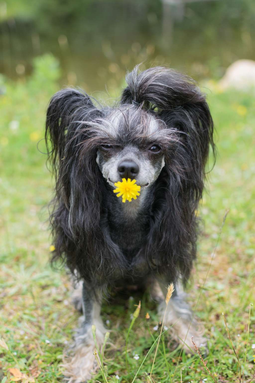 Artic Flyer's Love Story