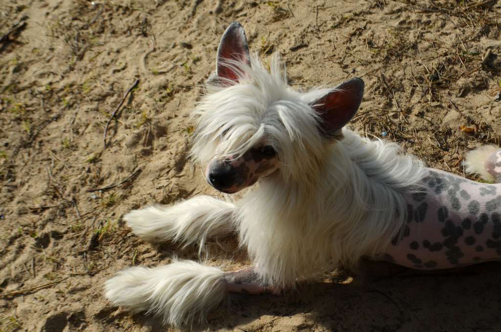 Etno Spirit Easy To Love