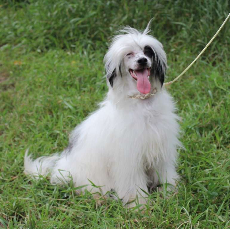 Solo Elider Light Curions Mind