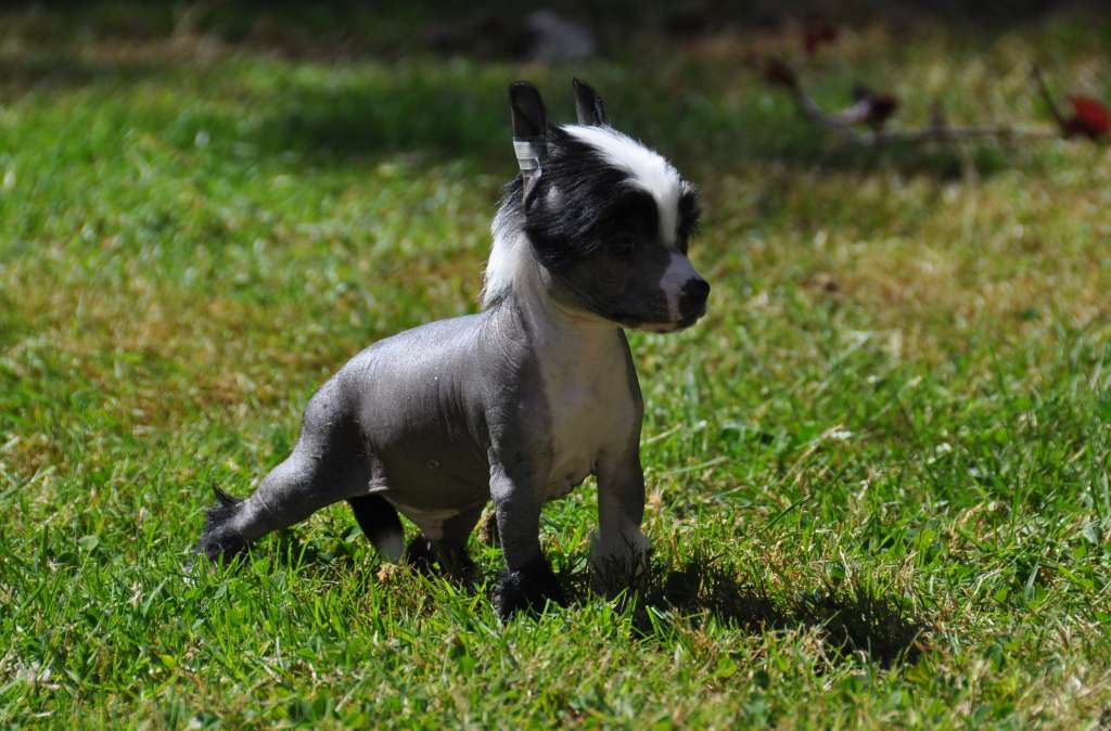 Jalandhar Little Champs