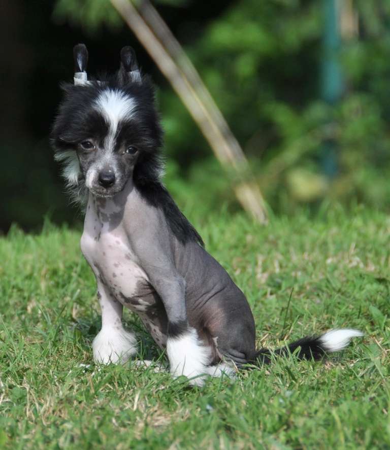 Jalore Little Champs