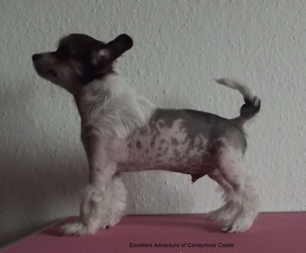 Excellent Adventure of Candymoor Castle