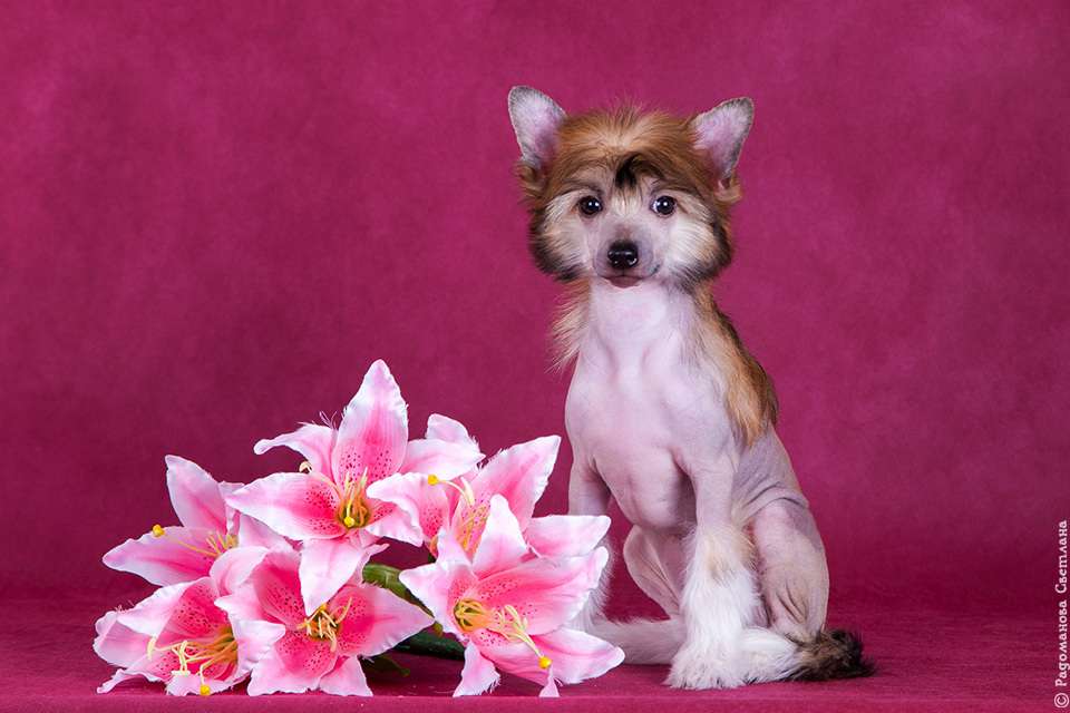 Olegro Katrin Rarity