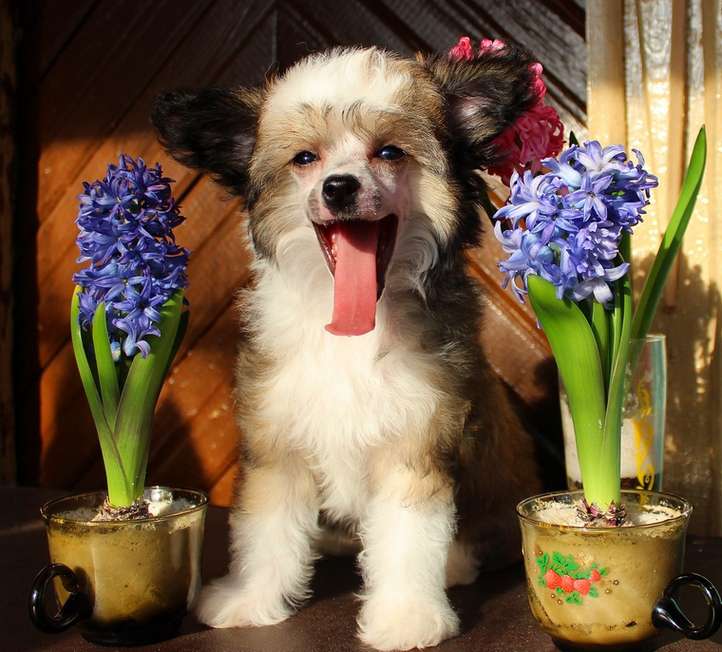 Angel O' Check Angela.