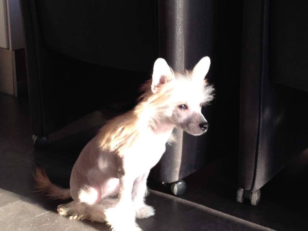 miley the dog beauty