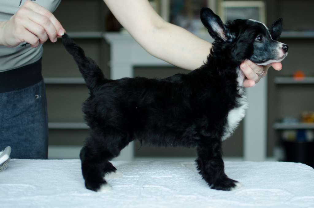 Anna Sky Kennel Vilhelm