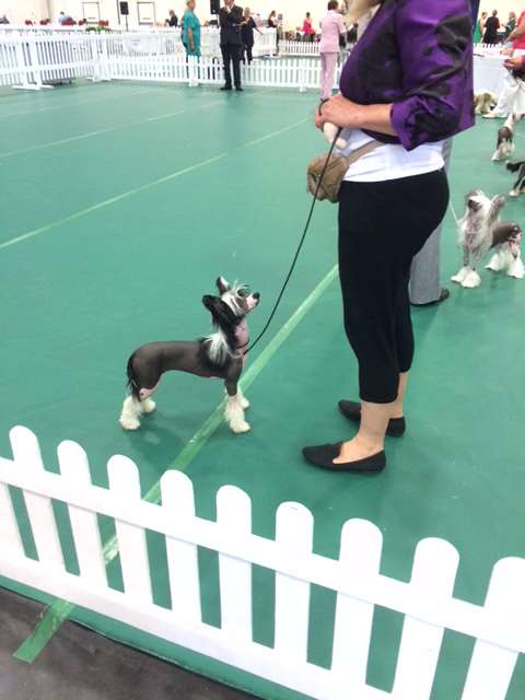 Aimi Garden Roses at Konishiki 1 x CC