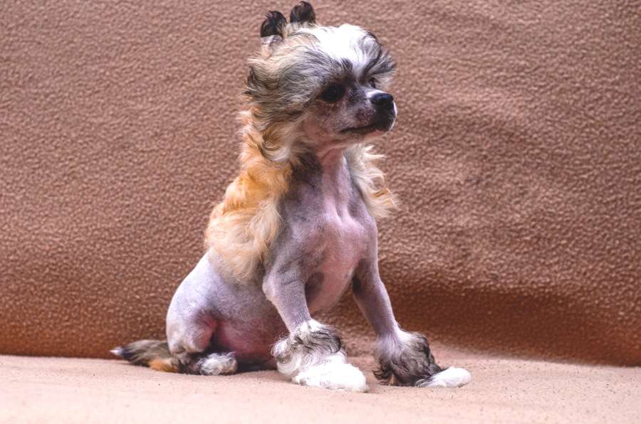 Pepper Chili Not Like All