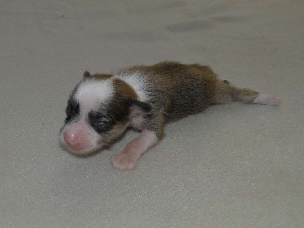 I'm Piscine Falazairroo