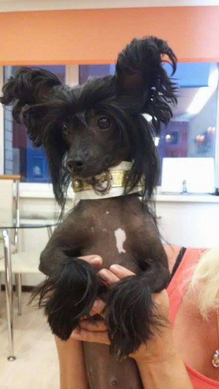 Obvorozhitel'naya Adel'