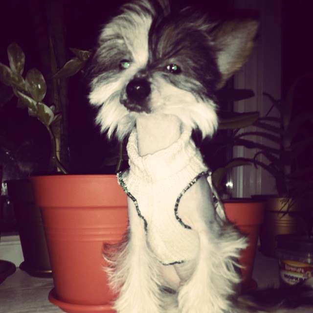 Bartholomew