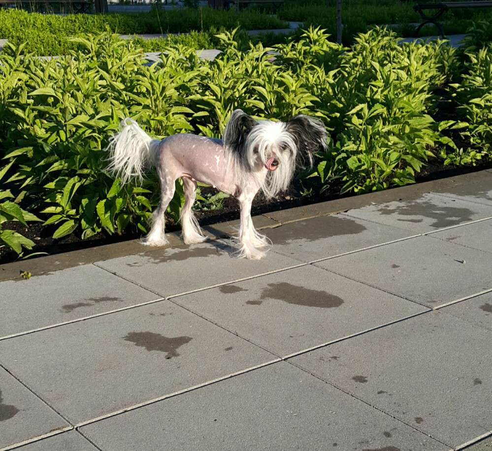 Charuyuschiy Soblazn Bellisima Beatriche