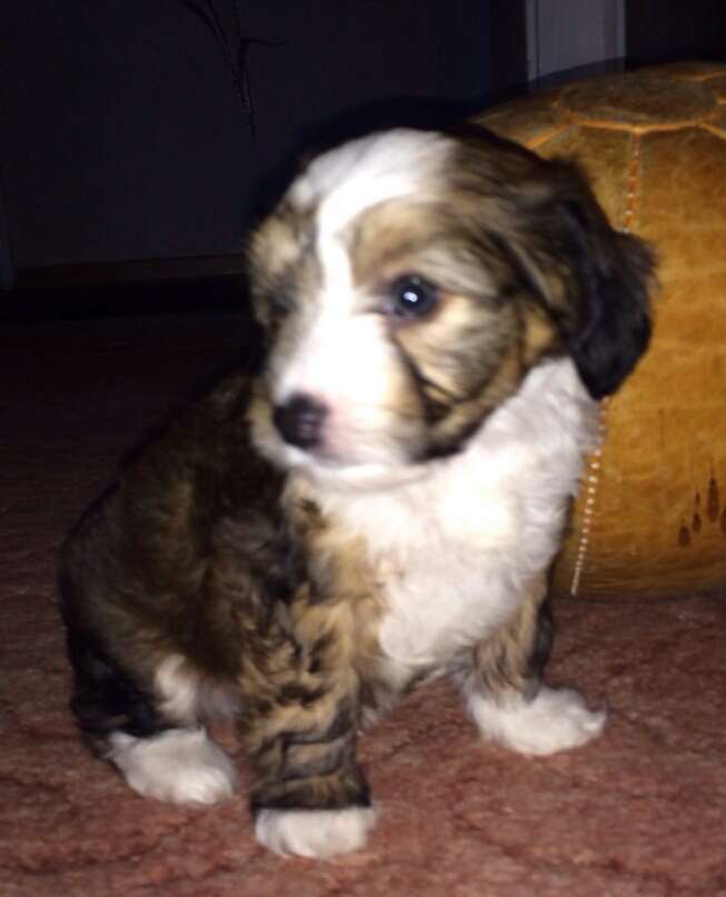 Etual Asandant Gaetano