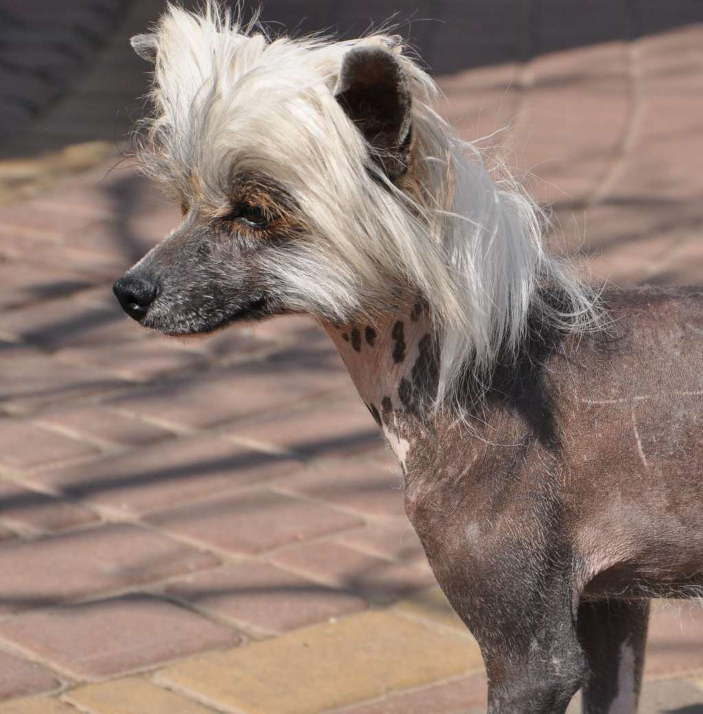 Oskar Dolce Dea Apriori