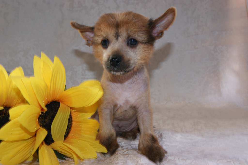 Ognenny Lotos Indigo King Balu Son