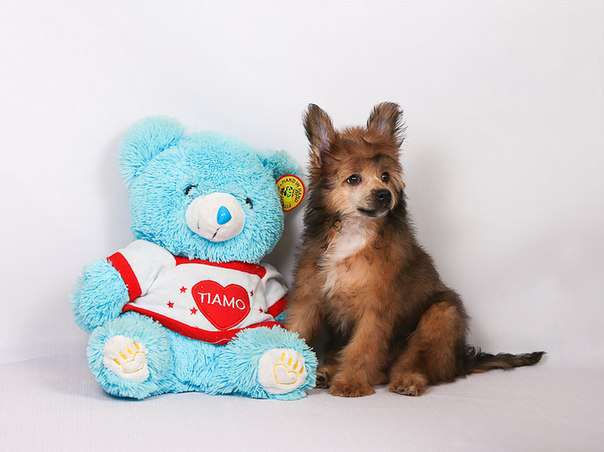 Alfa Laval Stylish Baby