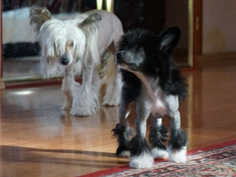 Sky Miracle Saima Beauty