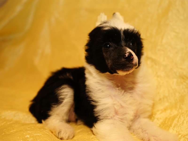 Sky Miracle Sian Mei Yong