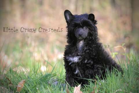 Little Crazy Cresteds Desperado