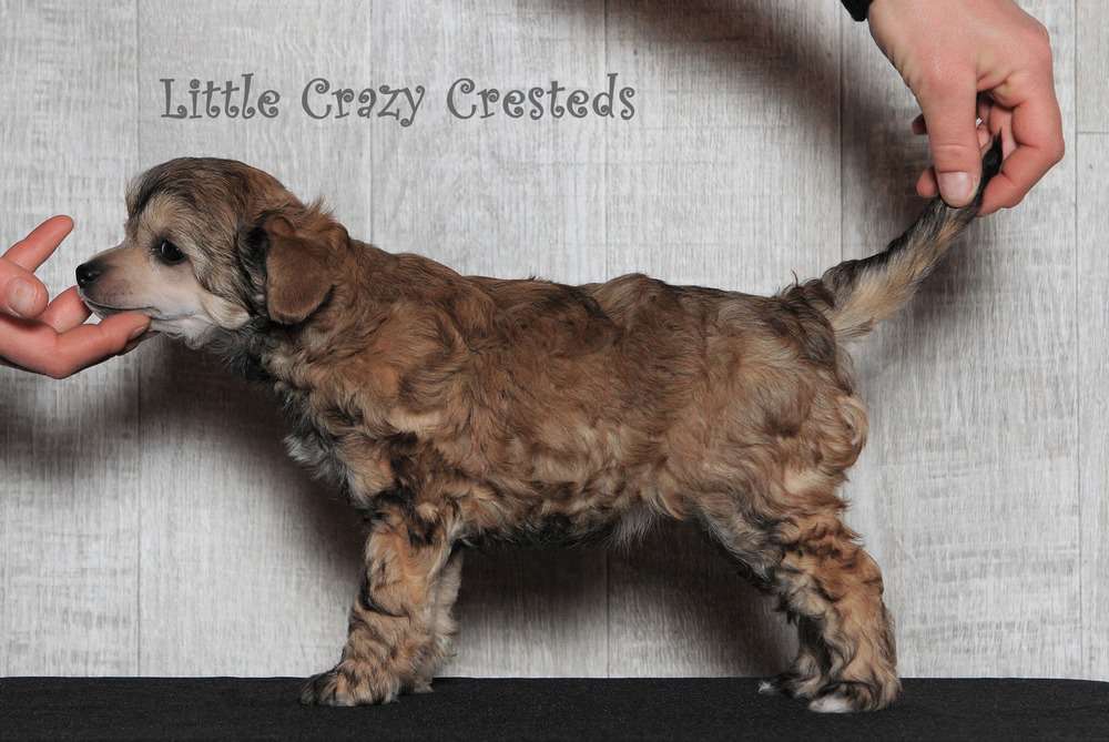 Little Crazy Cresteds Djipsy-Despina