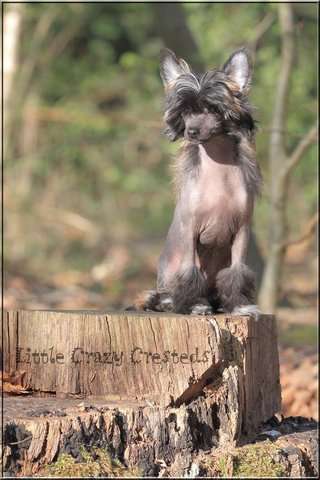 Little Crazy Cresteds Daiquiri