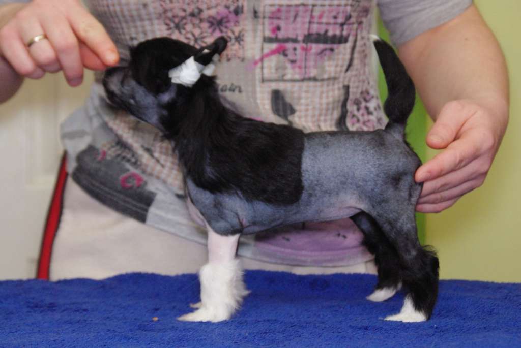 Ini-Mini Indira Di Rabozi