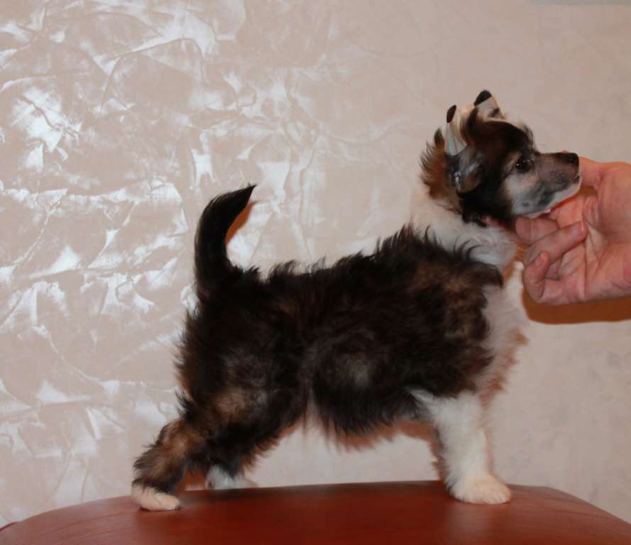 Viktozar Divine Dew D'fieur