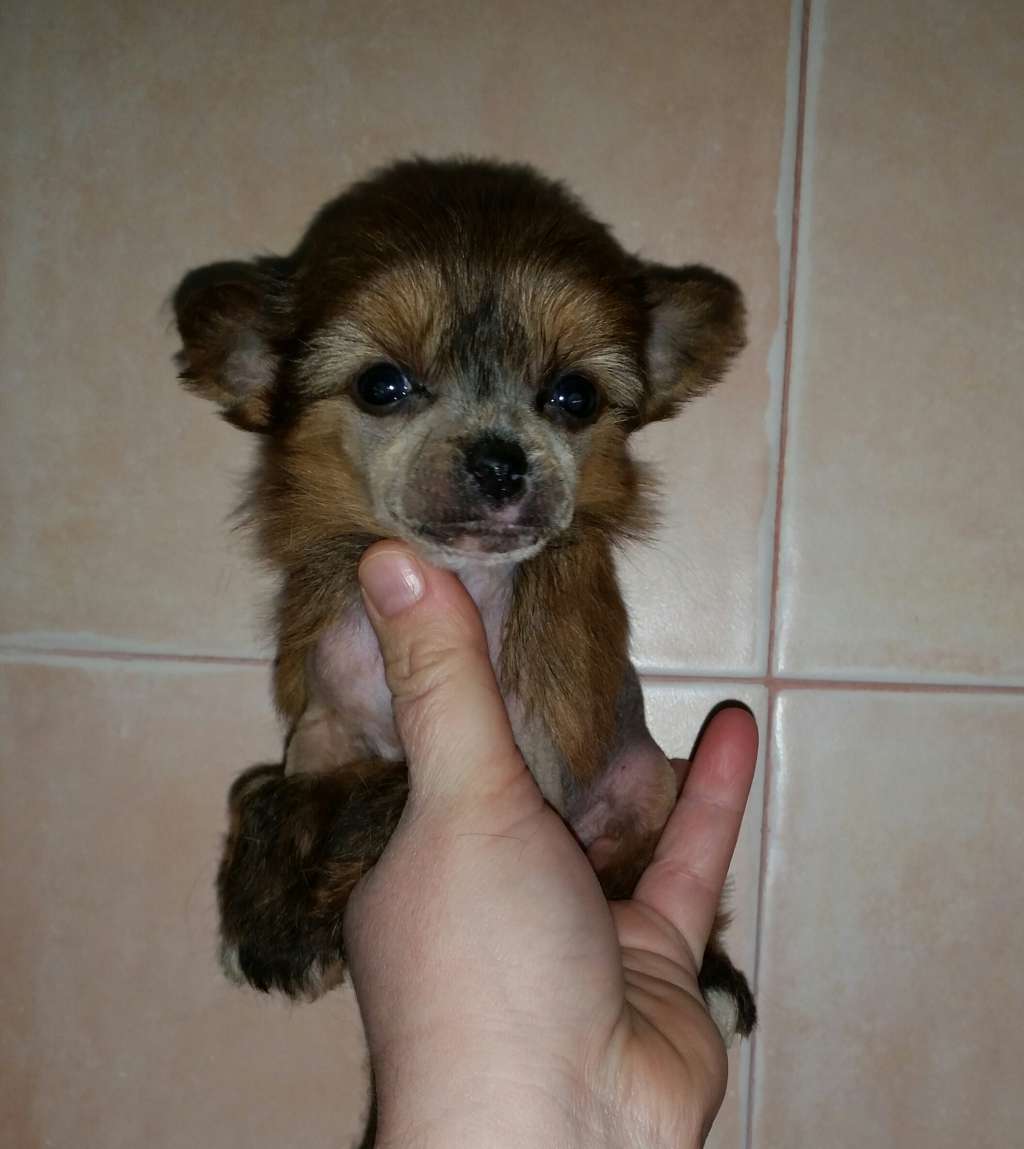 Hellrote de L'Essence de Mon Tout