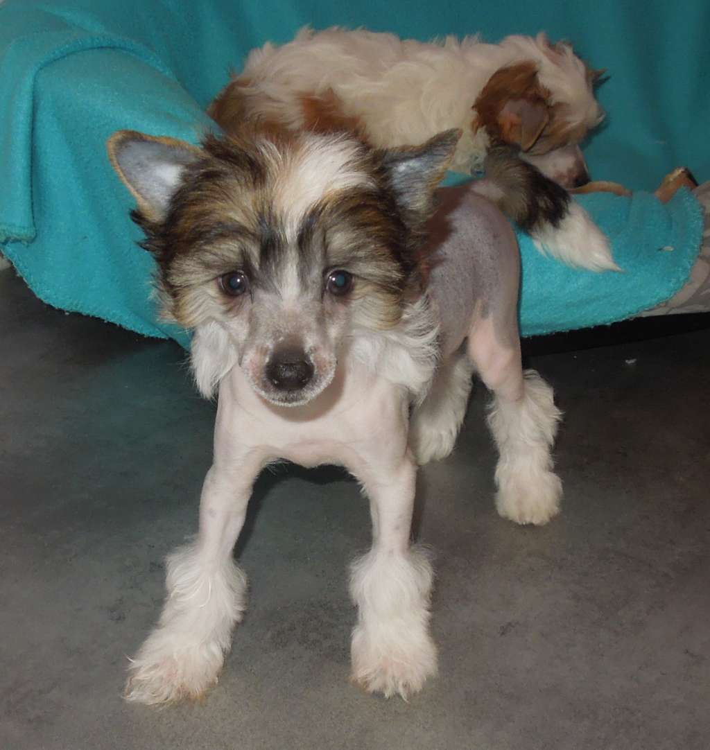 Jiminy Du Domaine Forever Young