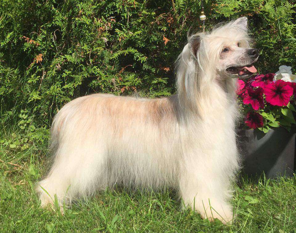 Arte Figure Karma Hits Back