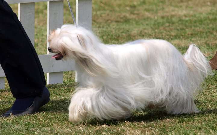 Hitmonchan The Explorer