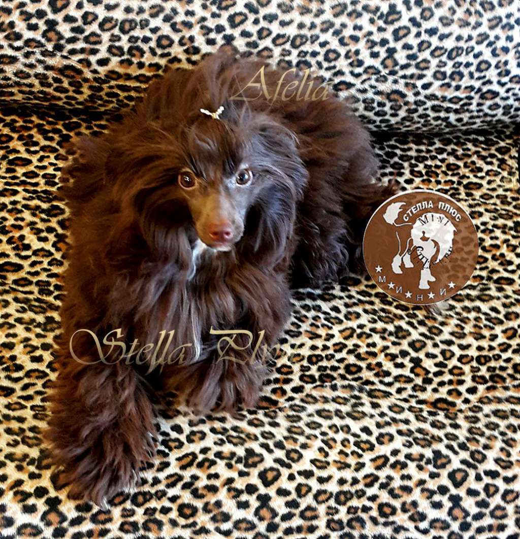 Stella Plyus Afeliya