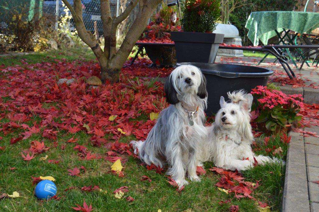 Esmir von Dolce Diamante