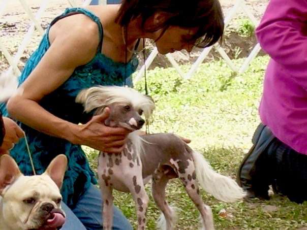 Unicorn s chile Stipper,HL