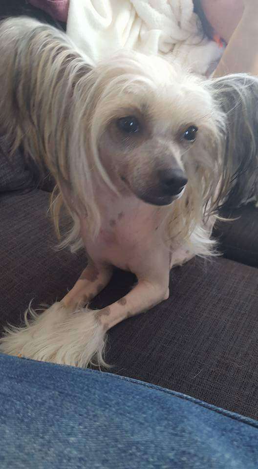 Super Crest's Sparkling Champange