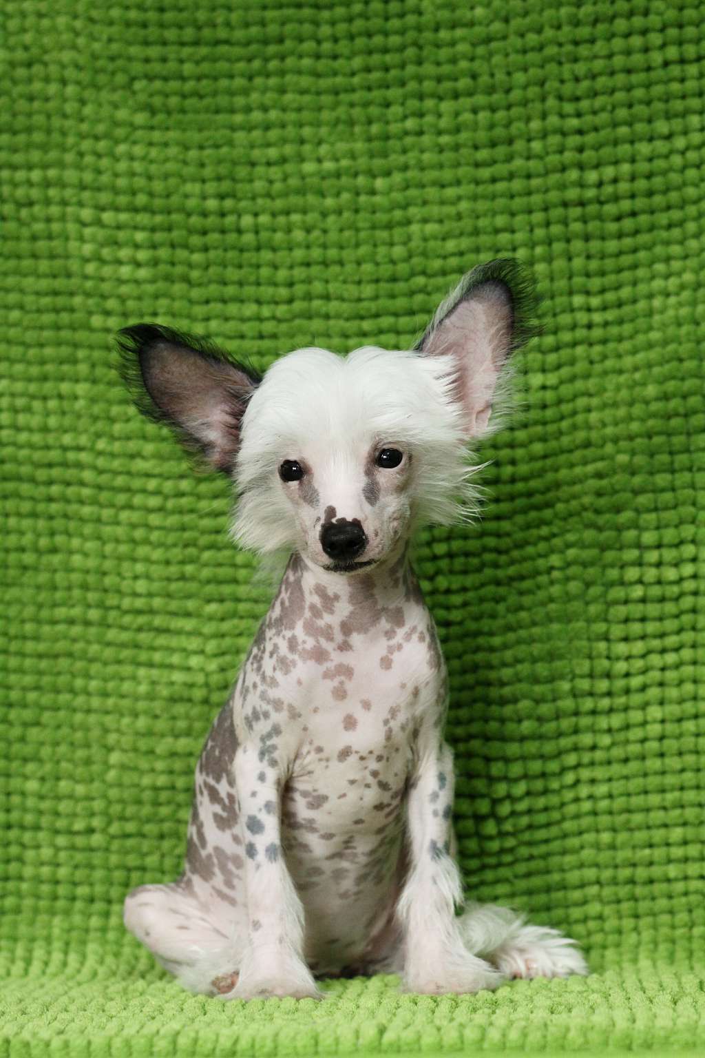 Chinese Sweet Angel Antonia Lovely Girl