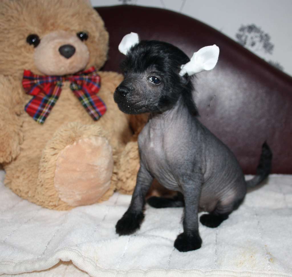 Charuyuschiy Soblazn Zhuman Shi