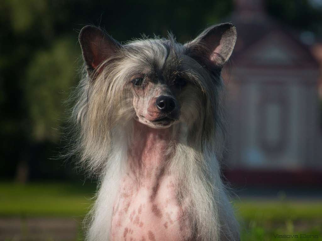 Sharol Shi Akira for Lorita Star