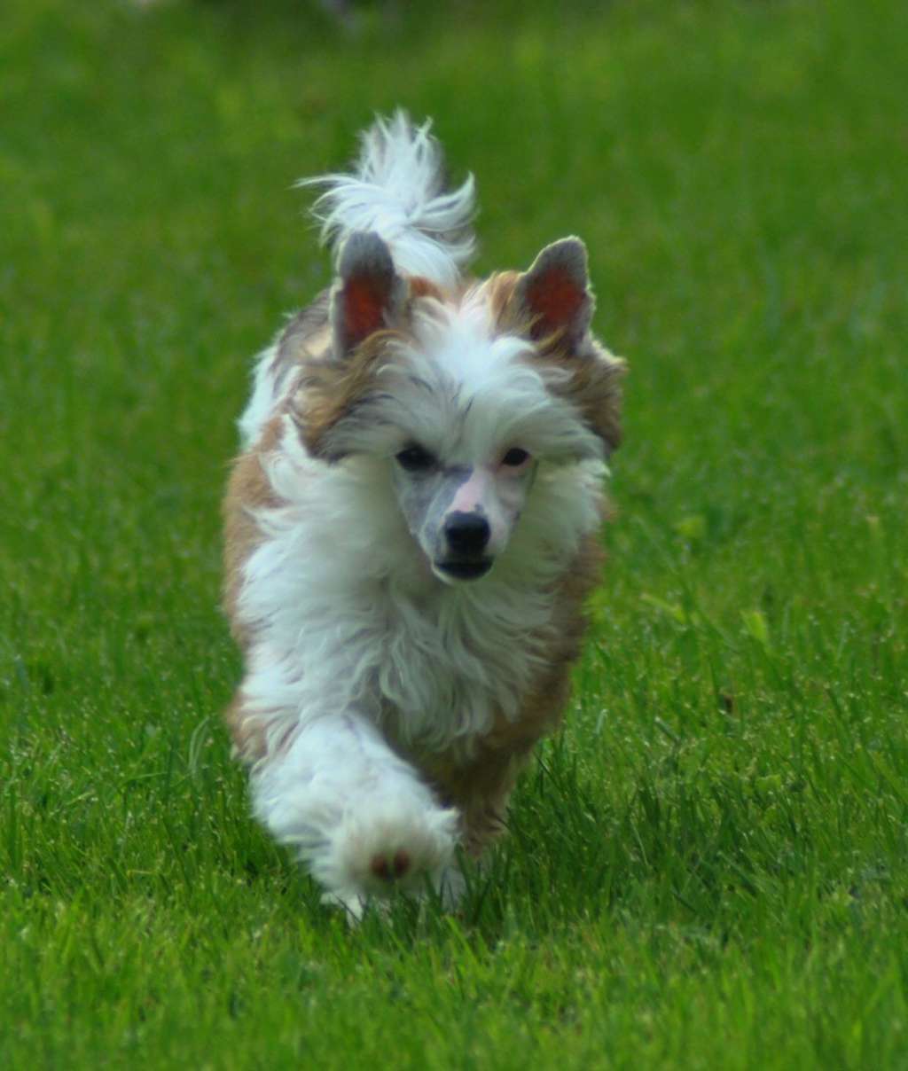 Kungsängsliljans Believe in Hope