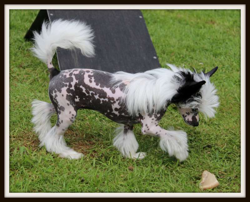 lollipop du pavé de varennes