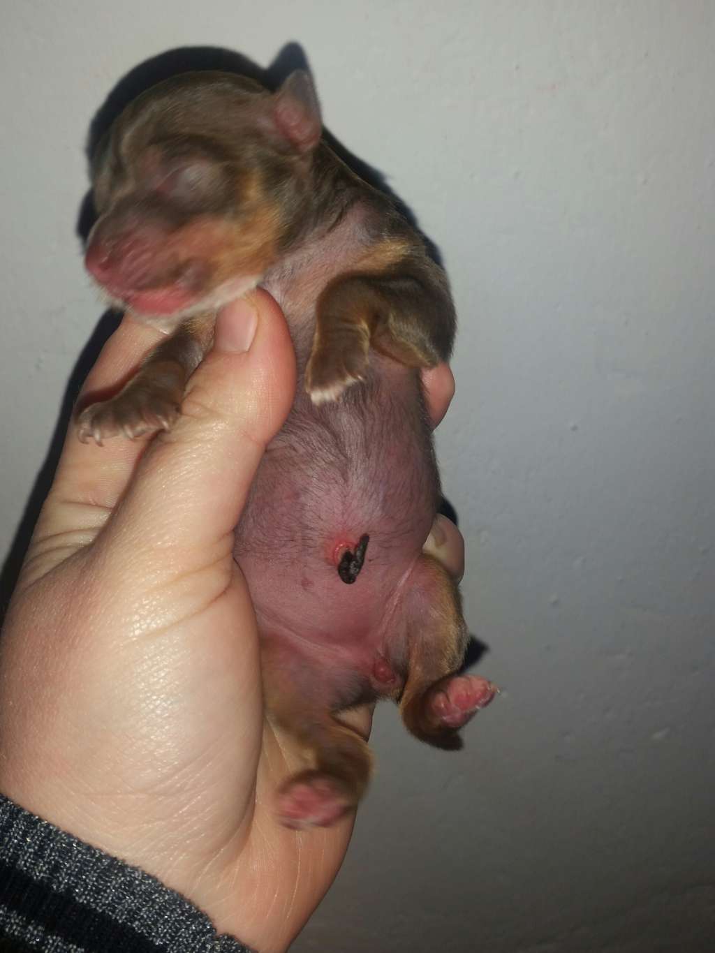 Cuca de L'Essence de Mon Tout