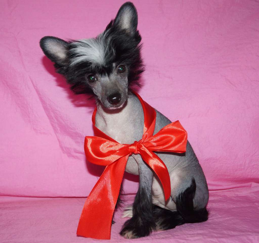 Obol'stitel' Serdets Lavr