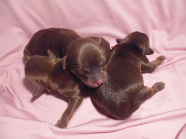 Charuyuschiy Soblazn Zavulon