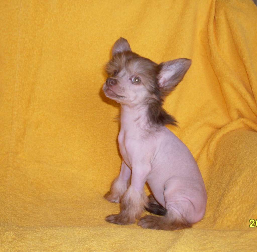 Charuyuschiy Soblazn Zabella