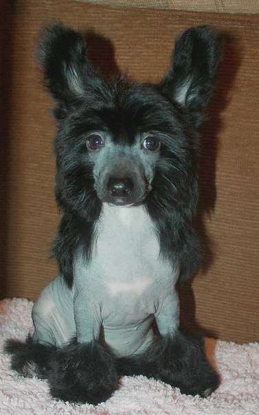 Yashiha Pantera Shumerskoy Bogini