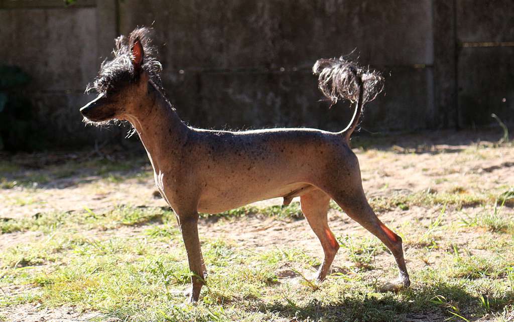 Confucius des Portes de la Moria