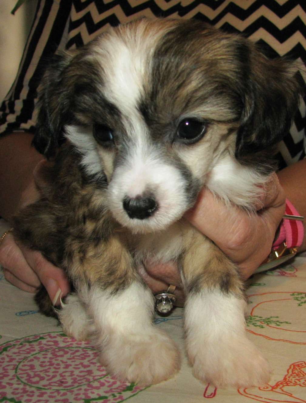 Pappersdrakens Egil Eiktyrner