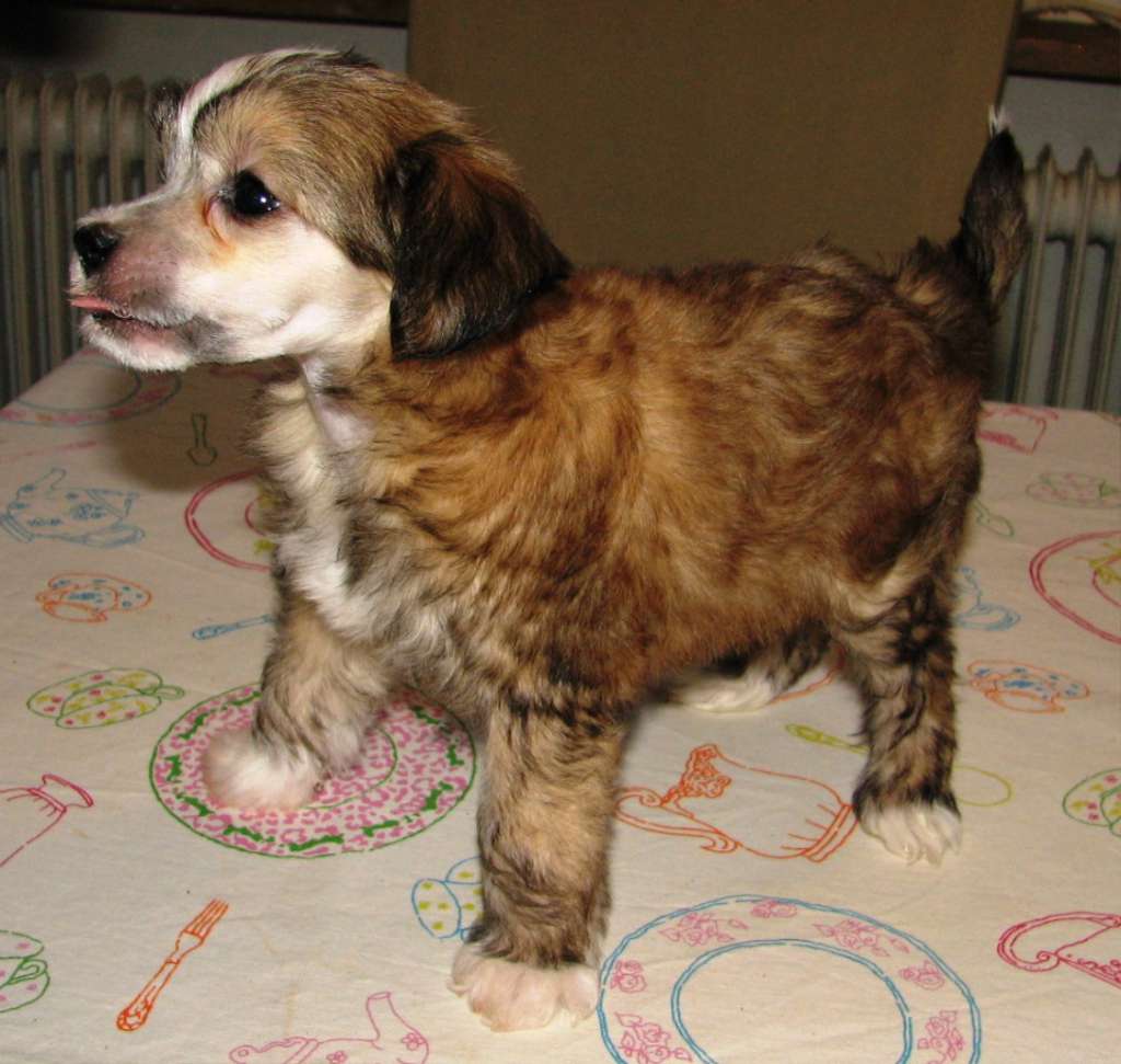 Pappersdrakens Vibjörn Väderfölne