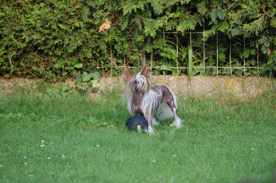 Ozzy Osborn Joyau de Brocéliande
